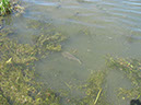 Carp on Dam Wall