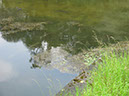 Fish on Dam Wall after Storm 28.06.2012 (7)