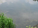 Fish on Dam Wall after Storm 28.06.2012 (3)