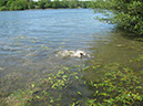 Spawning fish on Dam Wall