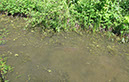 Carp on Dam Wall (5)