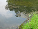 Fish on Dam Wall after Storm 28.06.2012 (9)