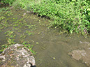 Spawning fish on Dam Wall (2)