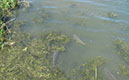 Carp on Dam Wall (3)