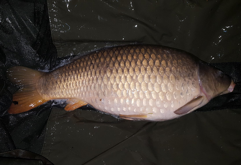 25lb. May 2017