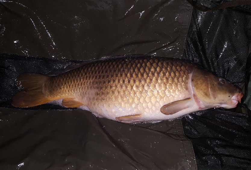 25lb. May 2017. Beginners Peg