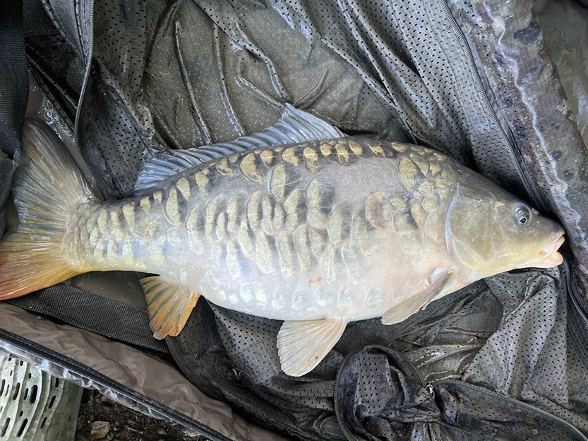17lb 4oz Pops. May 2025 (1)